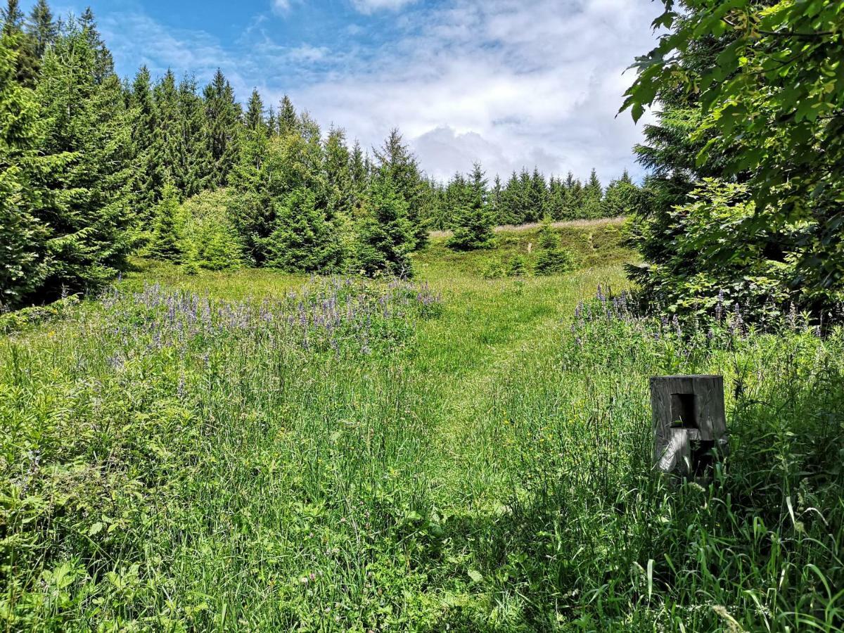 Apartament B4 Albmatte Menzenschwand-Hinterdorf Zewnętrze zdjęcie